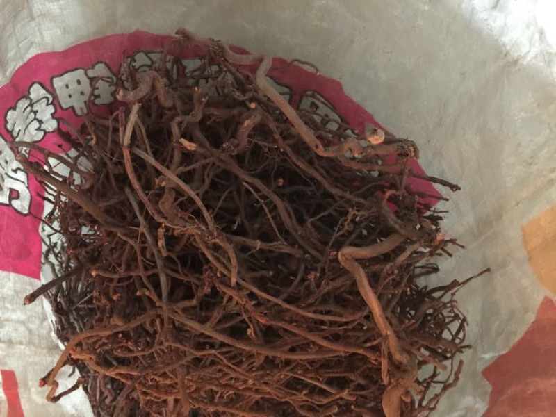 茜草