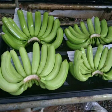 香蕉七成熟