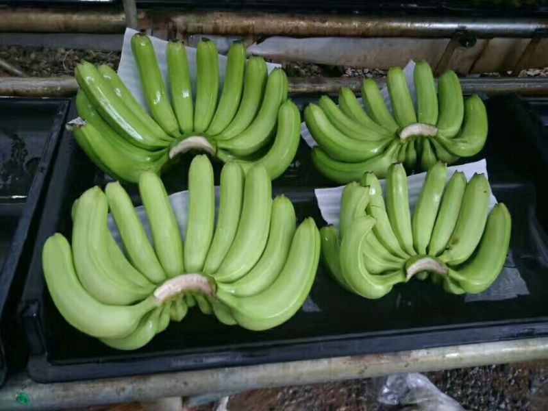 香蕉七成熟