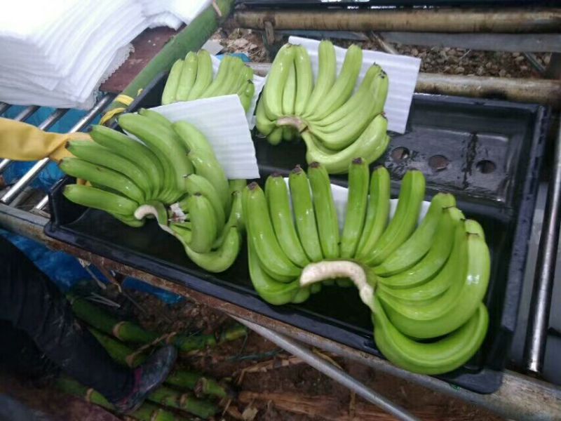 香蕉七成熟