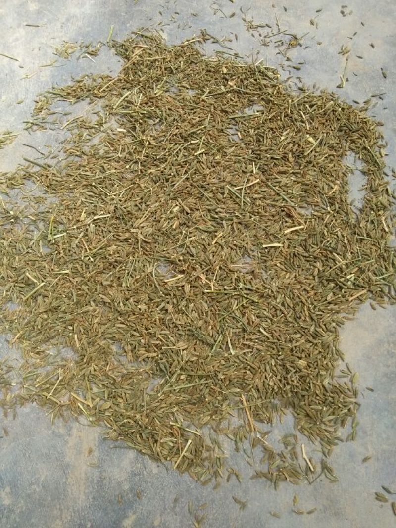 孜然