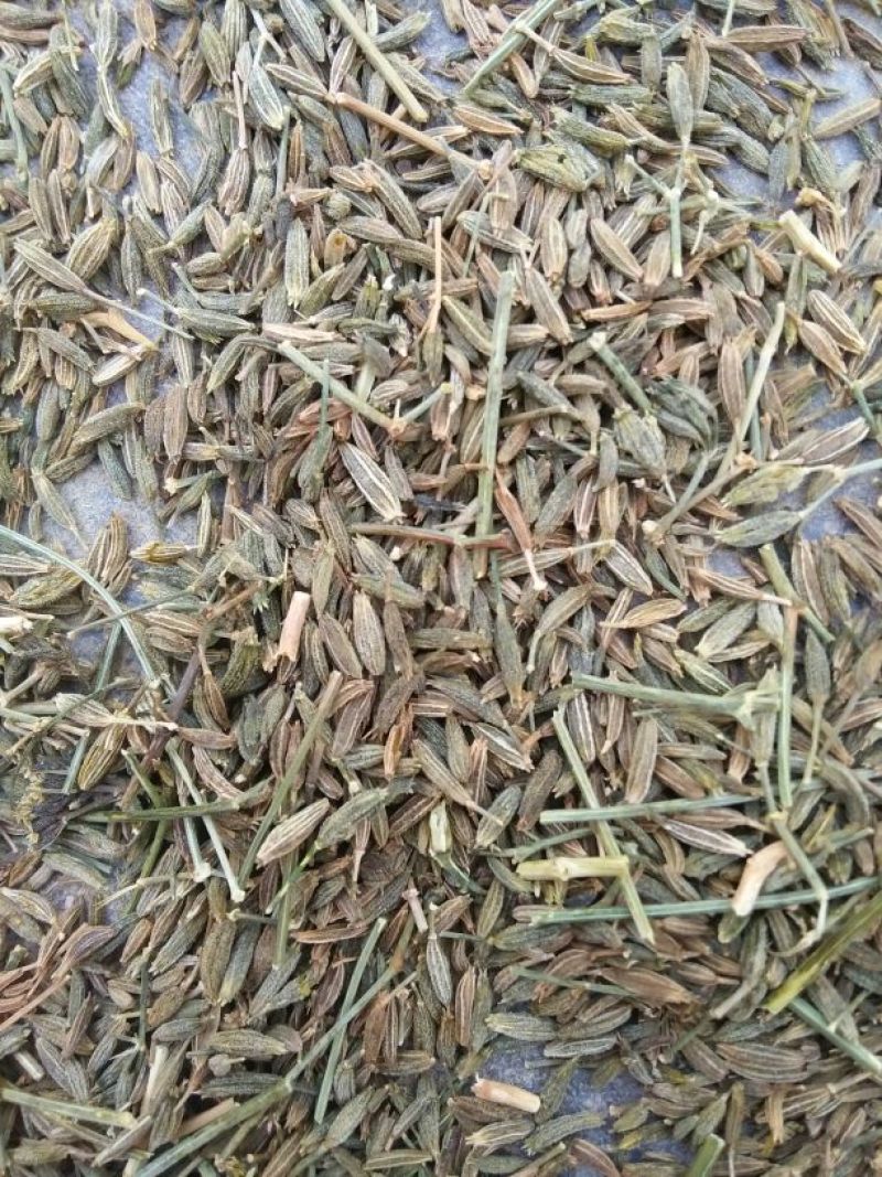 孜然