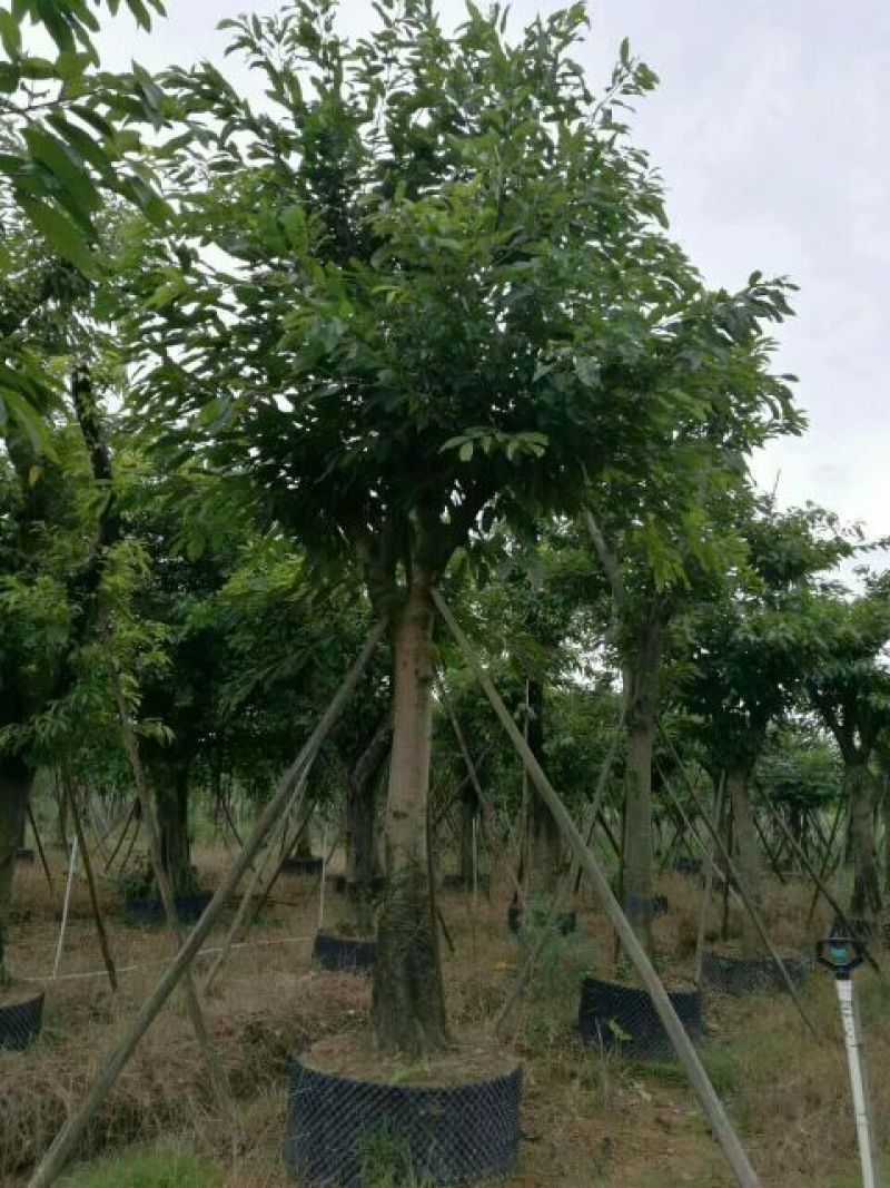 细叶榕5~8m