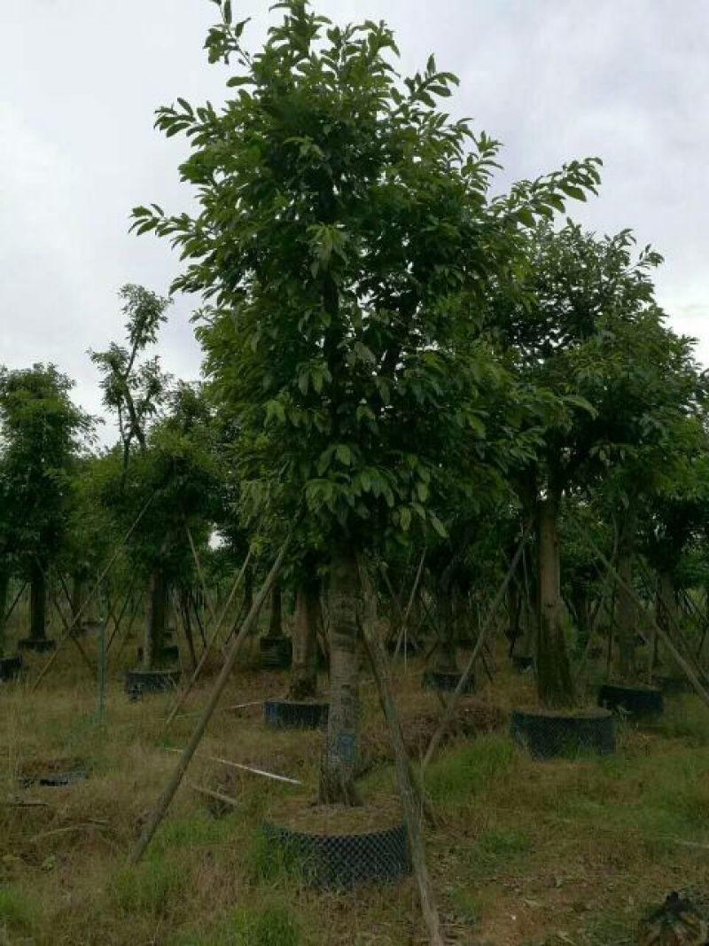 细叶榕5~8m