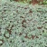 三七苗10~20cm