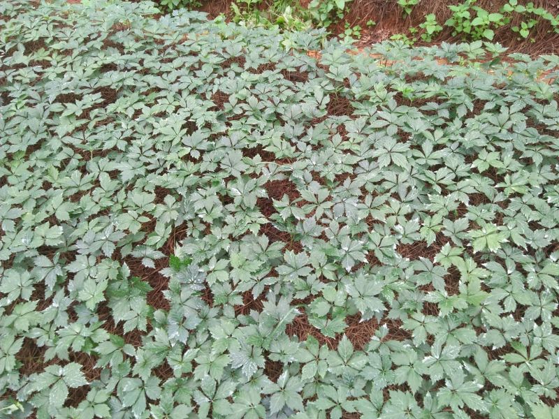三七苗10~20cm