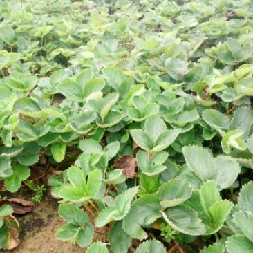 法兰地草莓苗10~20cm