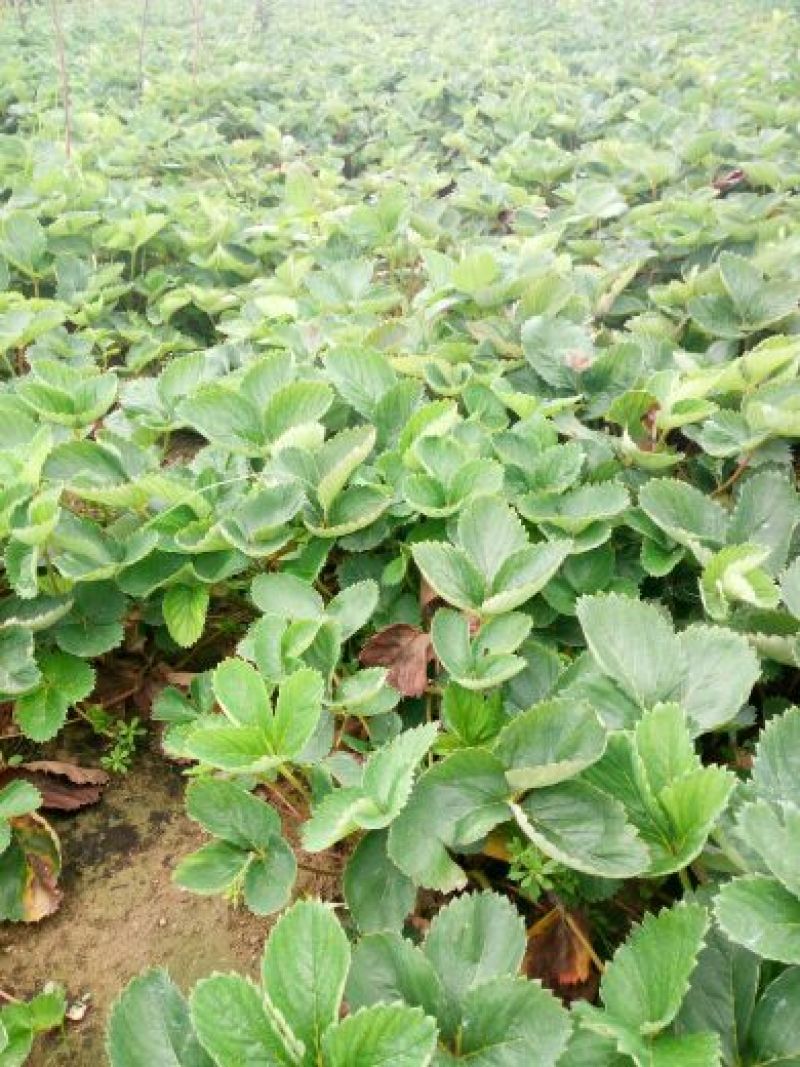 法兰地草莓苗10~20cm