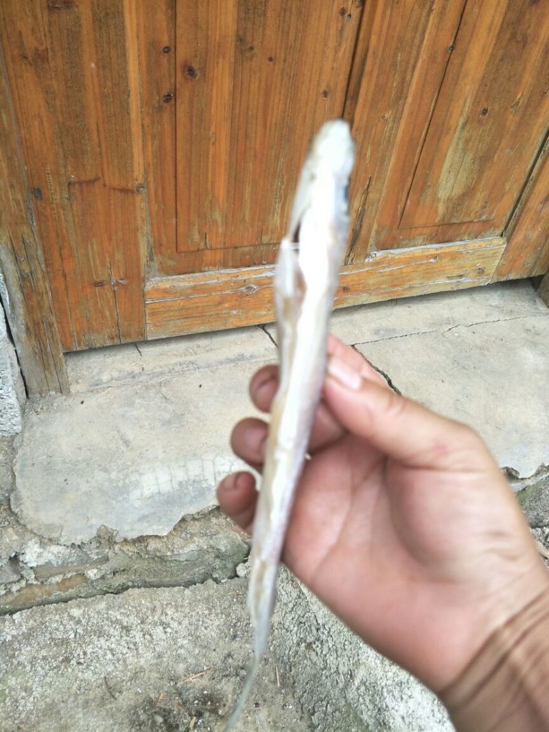 火焙鱼稻谷香味