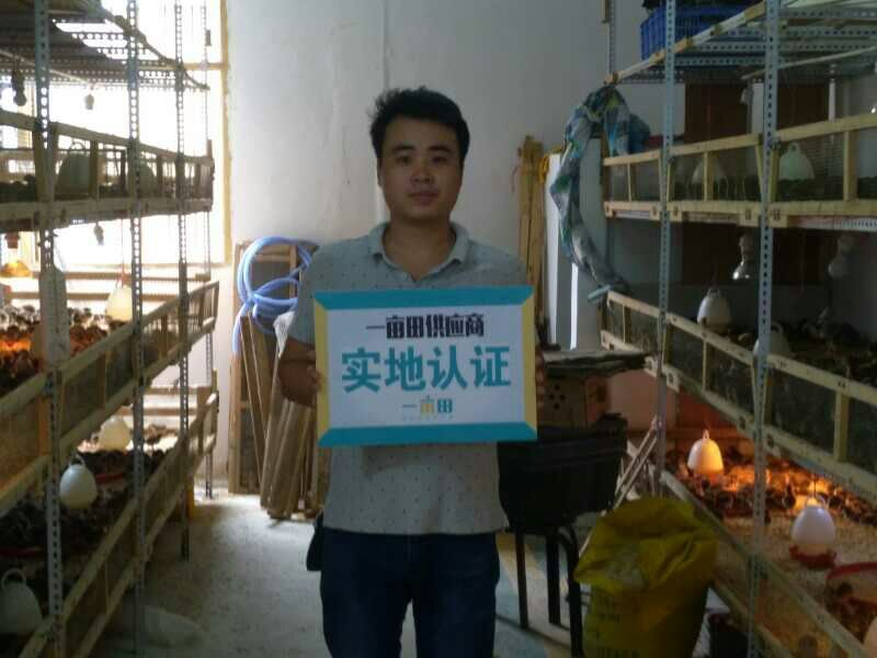 贵妃鸡苗35~45克出壳苗通货
