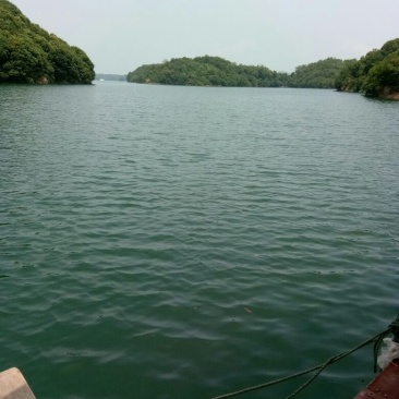 青鱼活鱼
