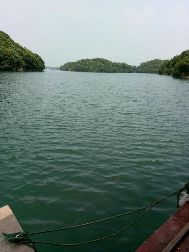 青鱼活鱼