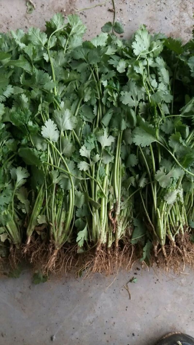 大叶香菜20~25厘米以上，产地直发一手货源欢迎选购