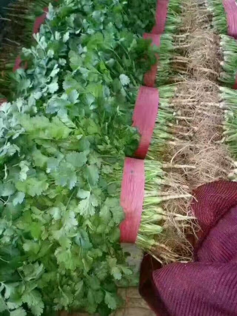 大叶香菜20~25厘米以上，产地直发一手货源欢迎选购