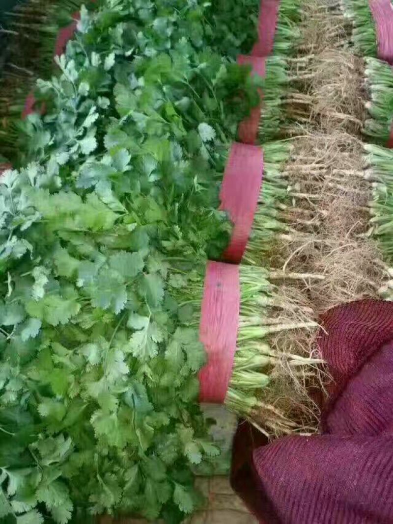 大叶香菜20~25厘米以上，产地直发一手货源欢迎选购