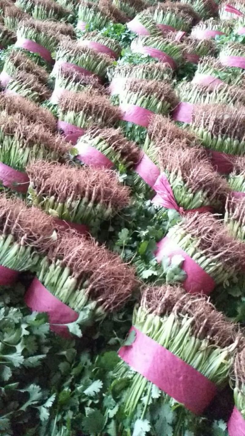 大叶香菜20~25厘米以上，产地直发一手货源欢迎选购