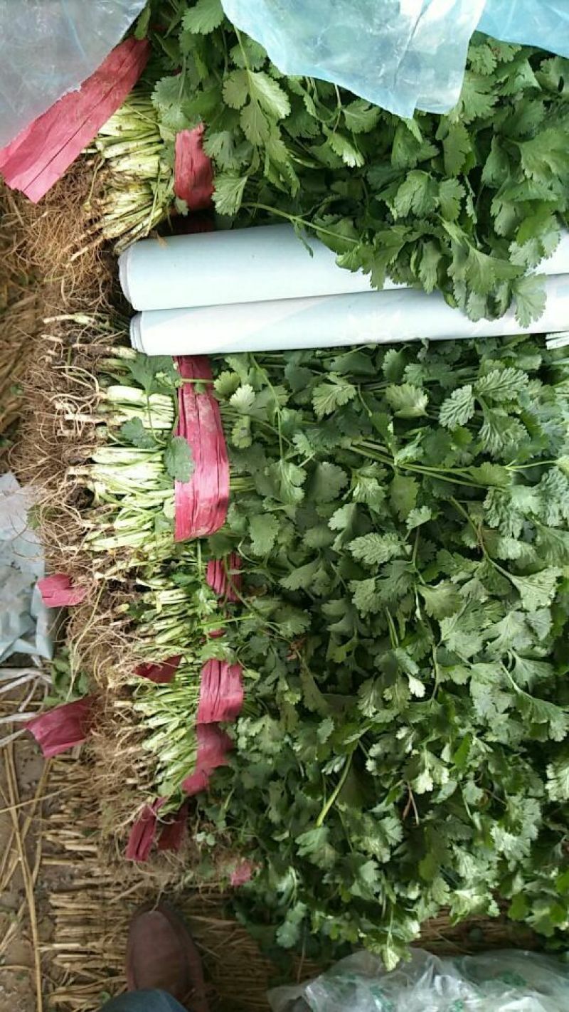 大叶香菜20~25厘米以上，产地直发一手货源欢迎选购