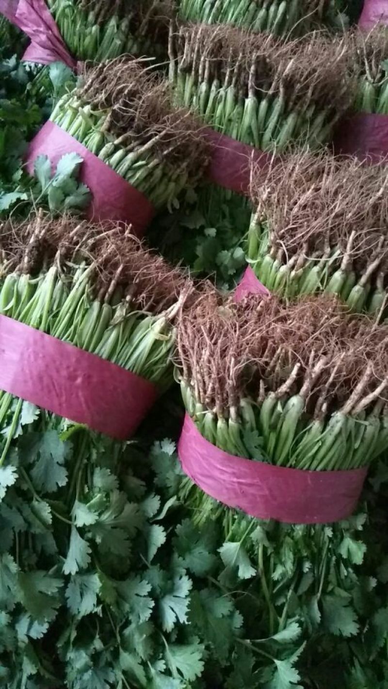 大叶香菜20~25厘米以上，产地直发一手货源欢迎选购