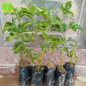紫香1号百香果苗10~20cm
