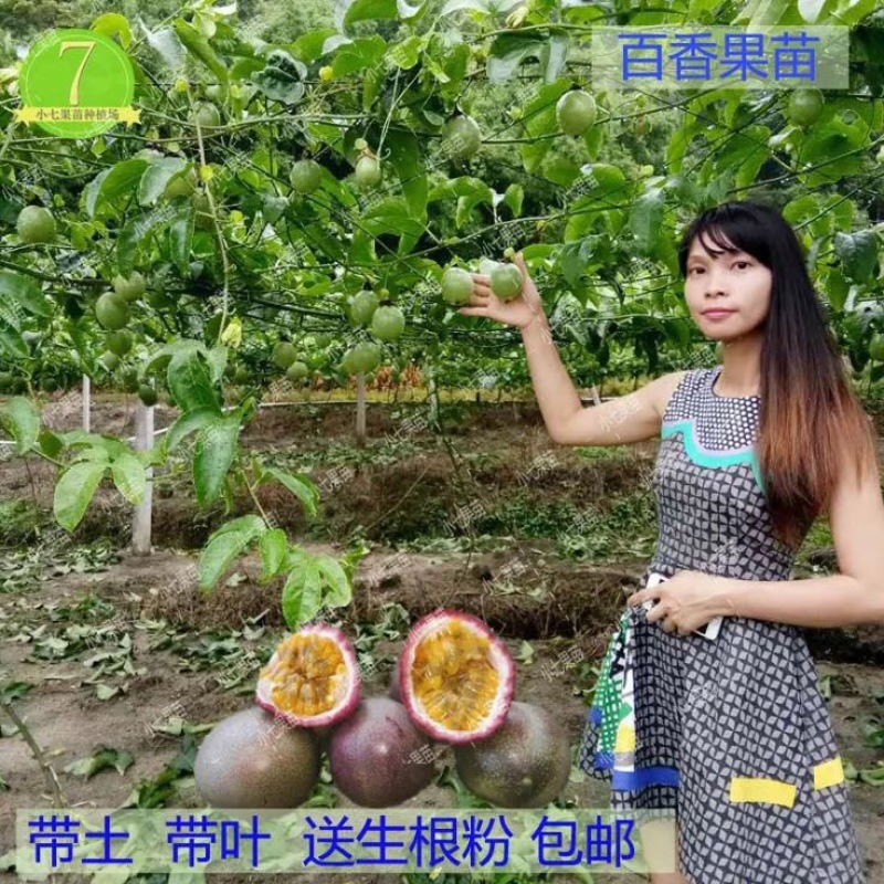 紫香1号百香果苗10~20cm