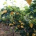 黄金梨400~450g纸袋