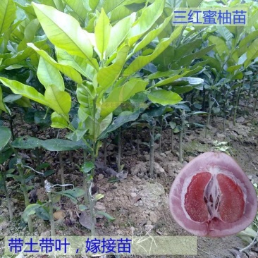三红蜜柚苗1cm以上0.5~0.8m