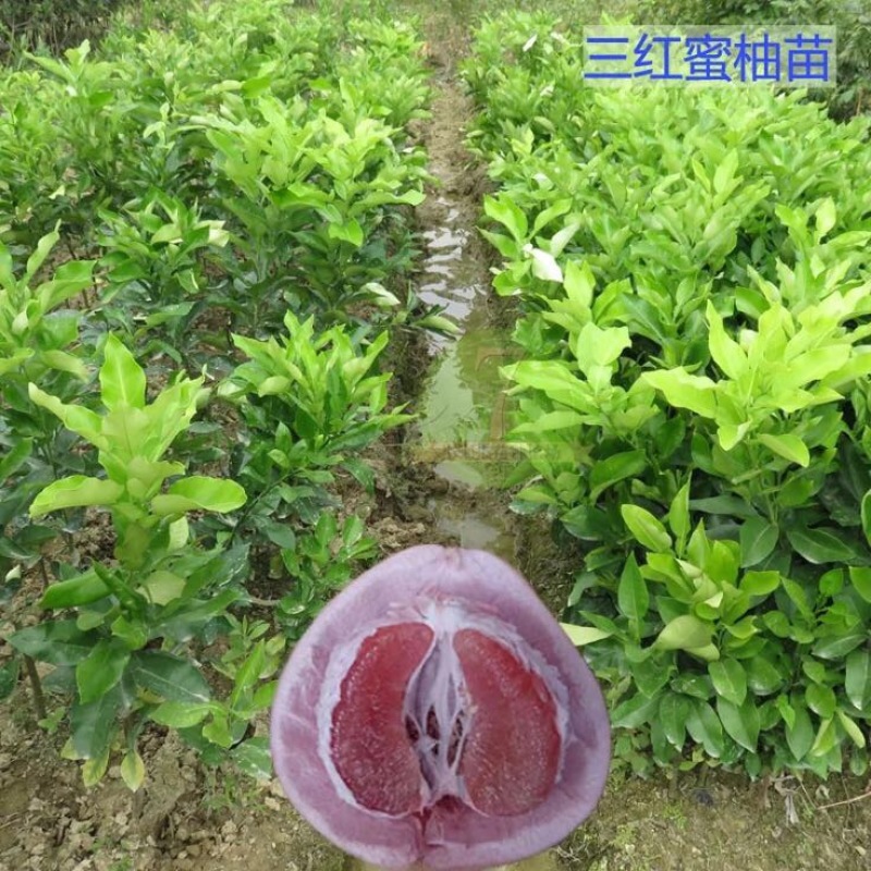 三红蜜柚苗1cm以上0.5~0.8m