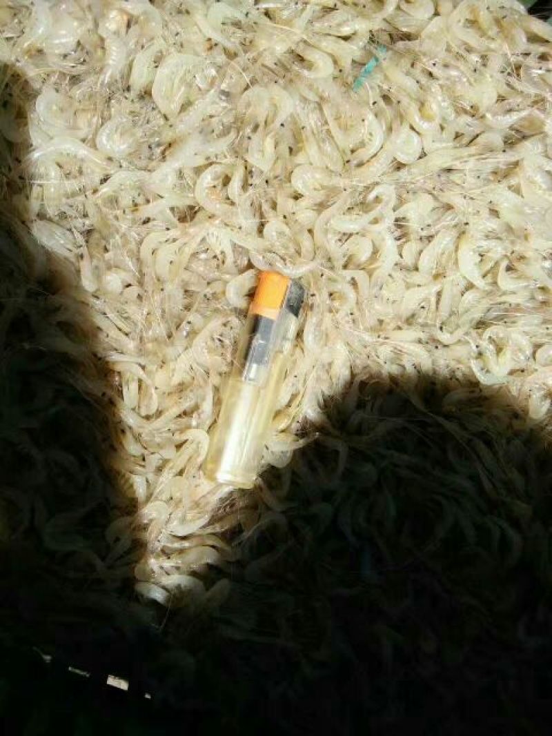 白米虾