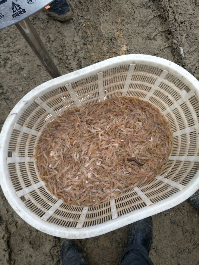 白米虾