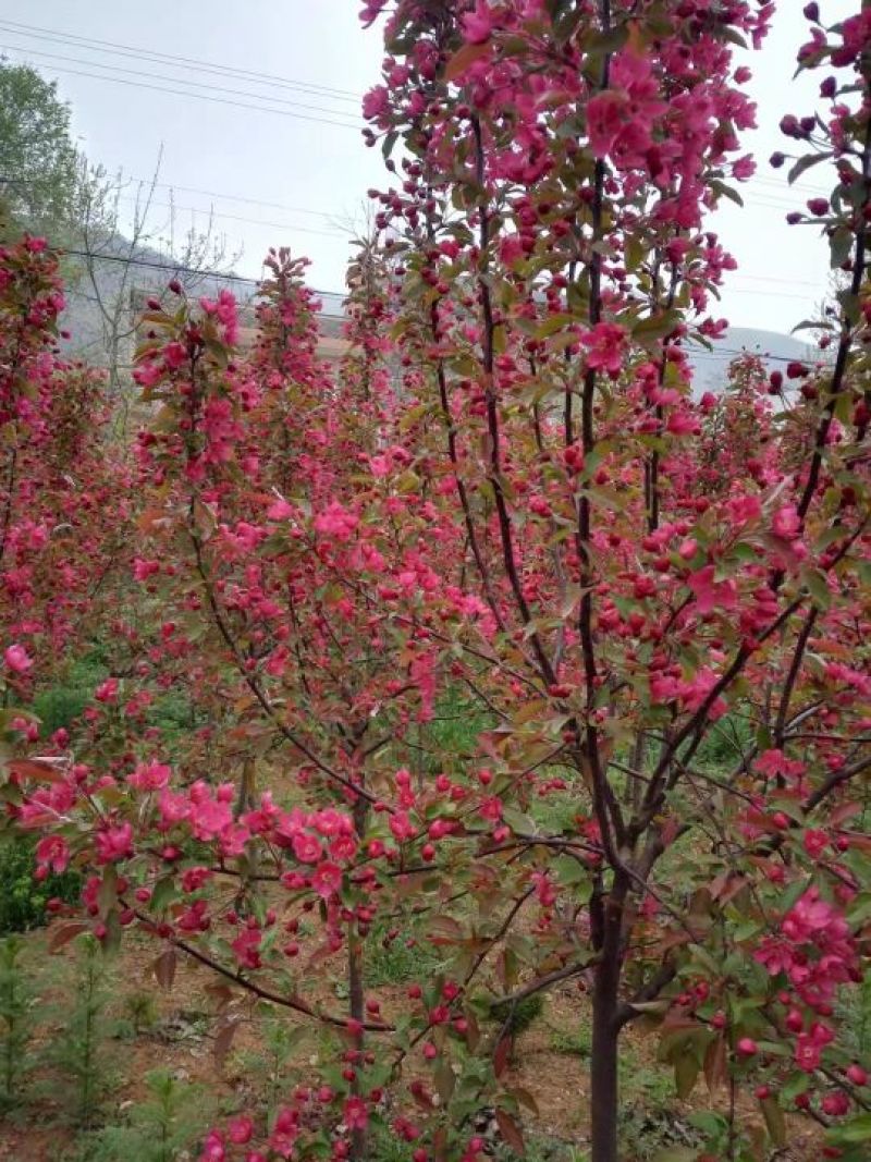 北美海棠3—4cm4cm以下4cm以下
