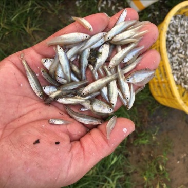 鲫鱼苗3~5公分
