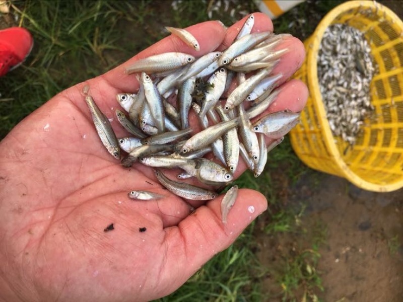 鲫鱼苗3~5公分