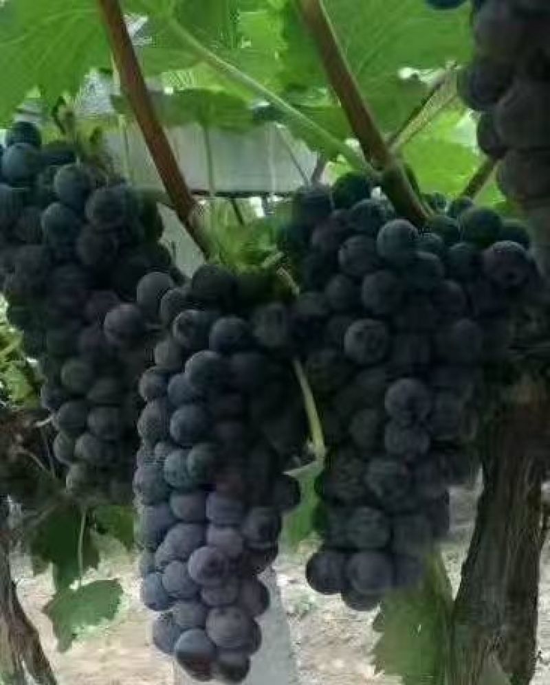 陕西蒲城夏黑，户太八号葡萄5%以下1.5~2斤