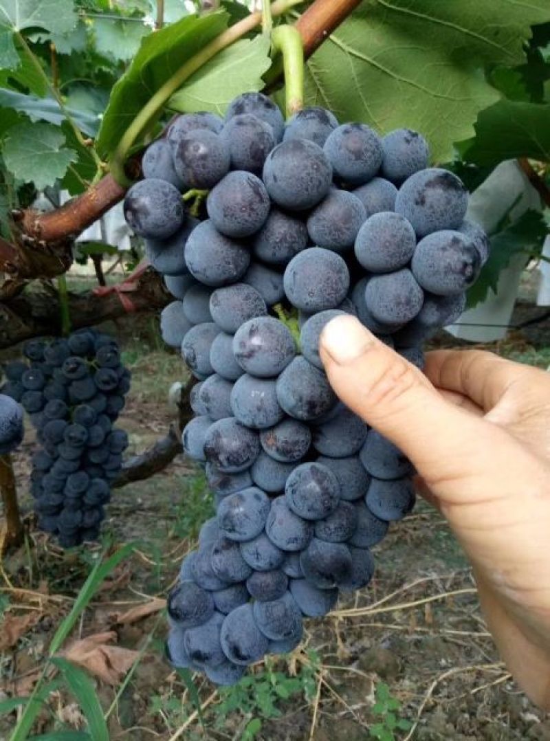 陕西蒲城夏黑，户太八号葡萄5%以下1.5~2斤