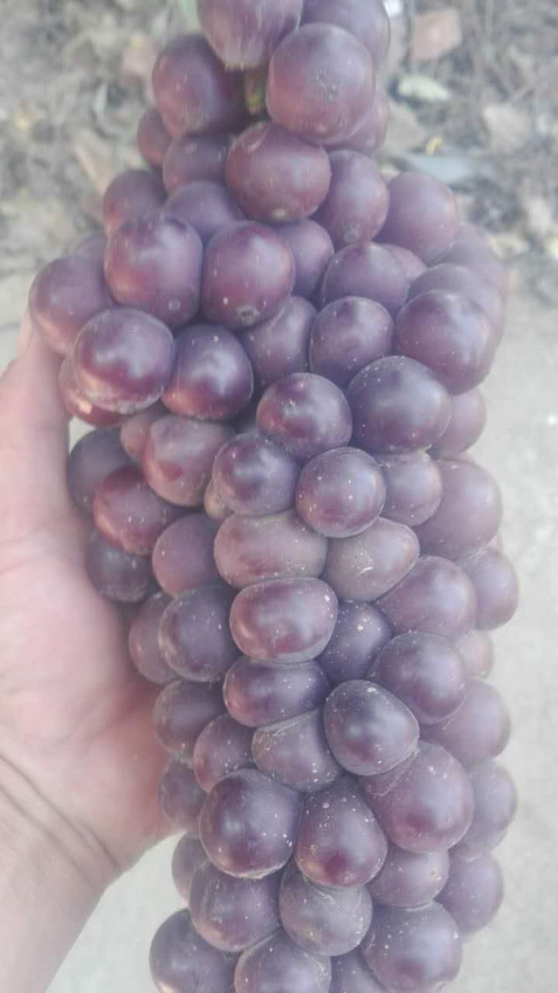 陕西蒲城夏黑，户太八号葡萄5%以下1.5~2斤