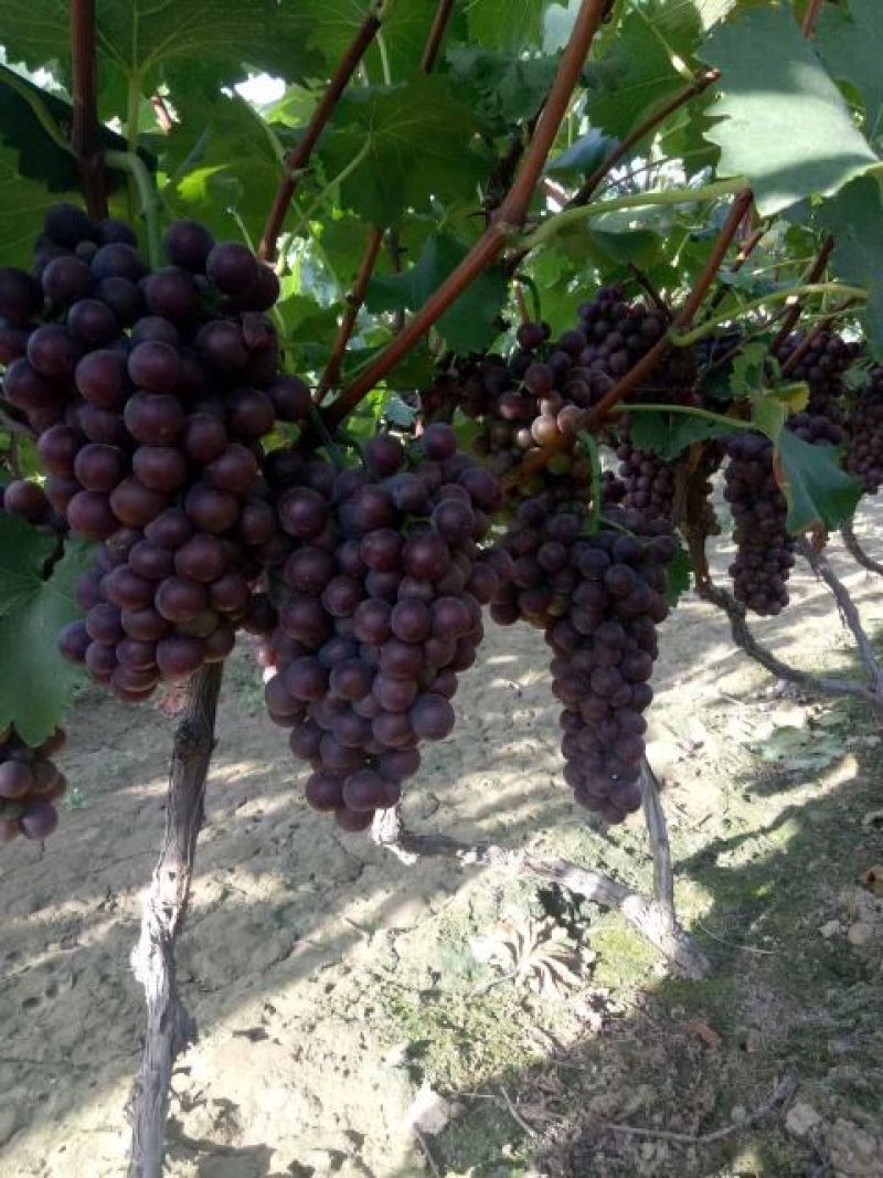 陕西蒲城夏黑，户太八号葡萄5%以下1.5~2斤