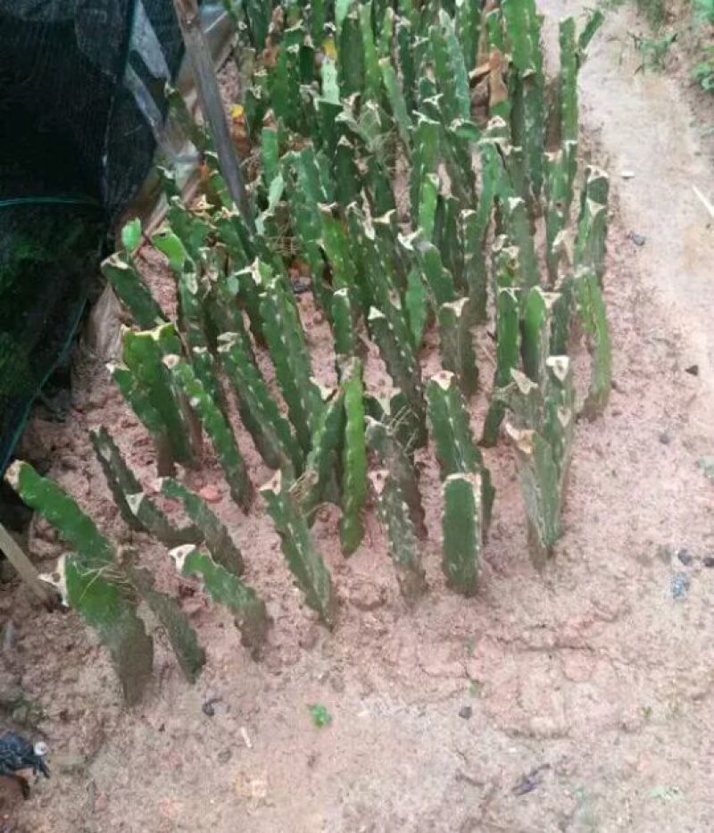 火龙果苗20~30种苗