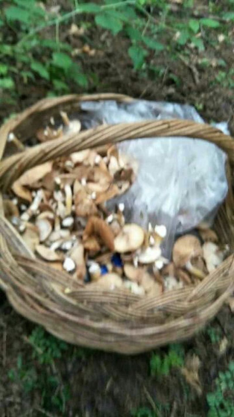 干榛蘑特级