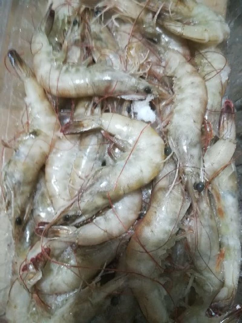 南美白对虾食用冻虾