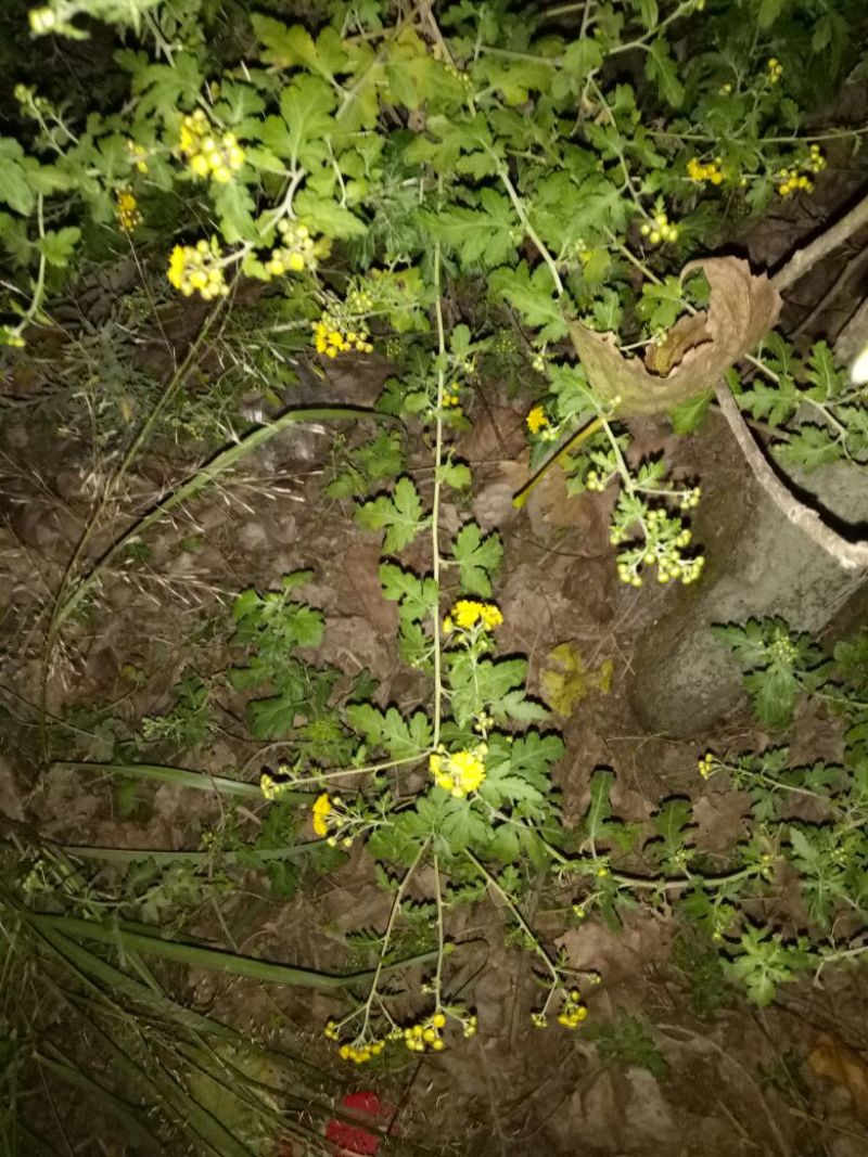野菊花