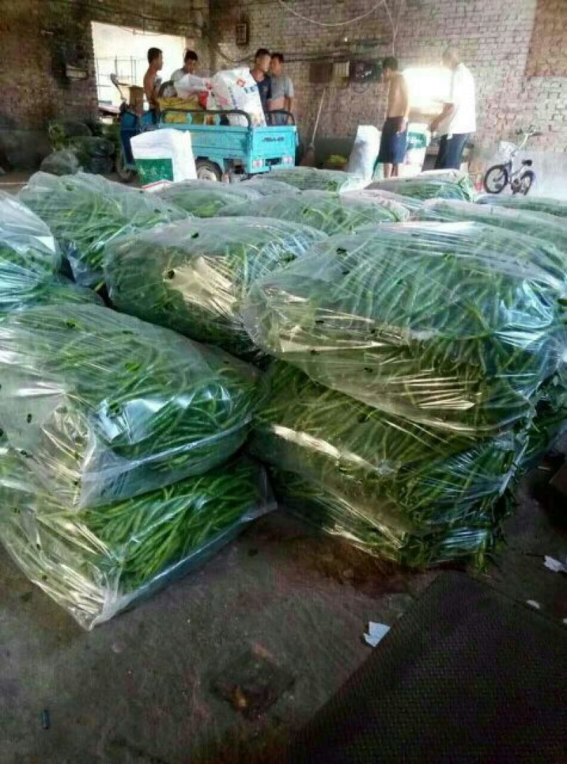 L3F1辣椒15~20厘米中辣红