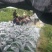 L3F1辣椒15~20厘米中辣红