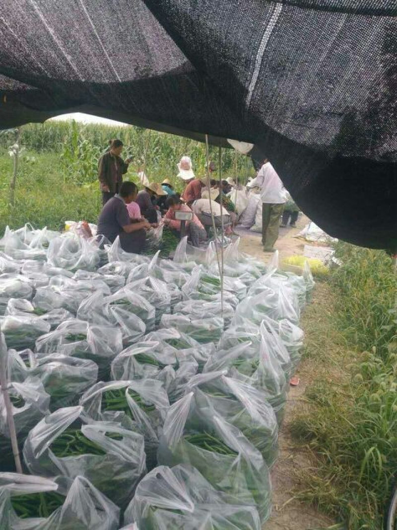 L3F1辣椒15~20厘米中辣红