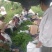 L3F1辣椒15~20厘米中辣红