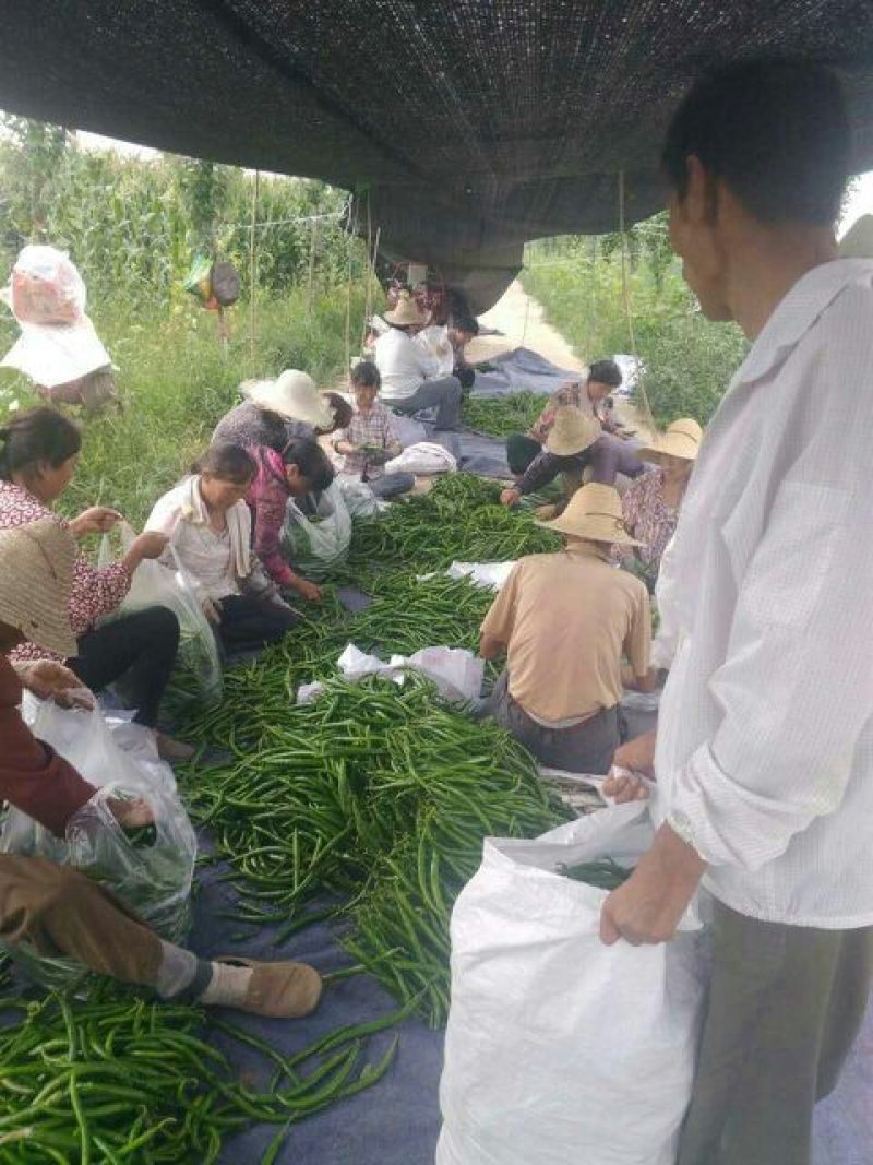 L3F1辣椒15~20厘米中辣红