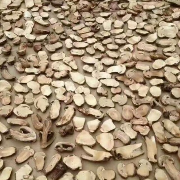 野蘑菇特级4cm
