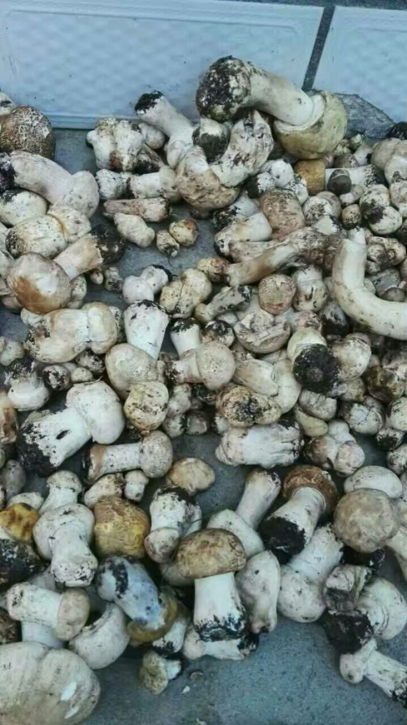 野蘑菇特级4cm