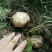 野蘑菇特级4cm