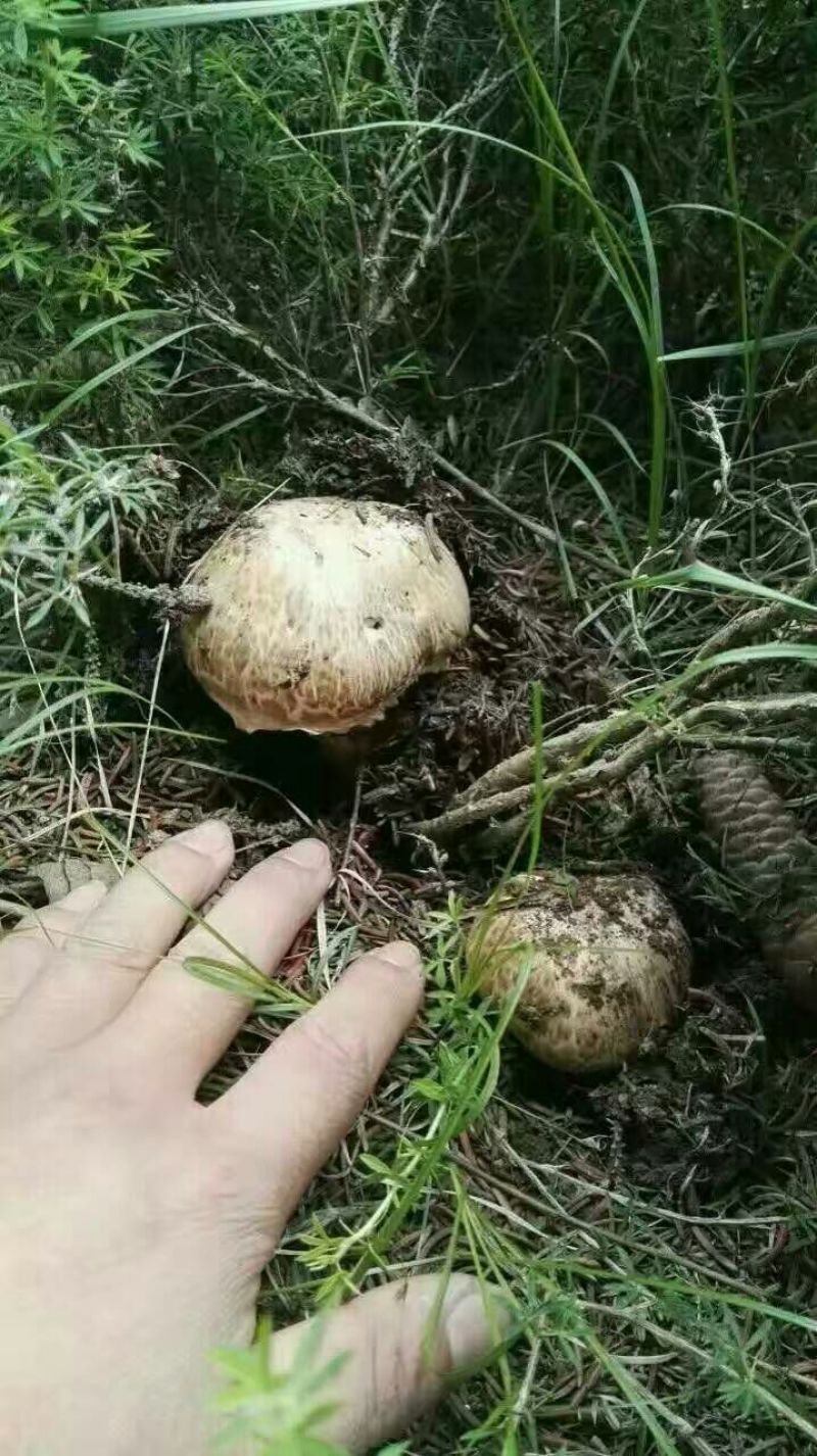 野蘑菇特级4cm