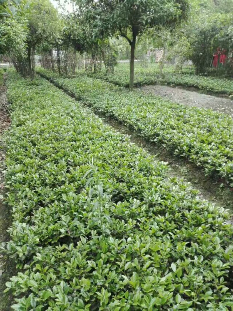茶梅2cm以下4cm以下0.5米以下